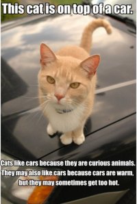 AverageCats- Your cat is average.