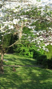 Blooming dogwoods and