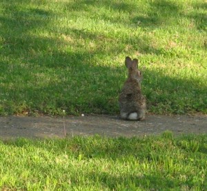 Cottontail!